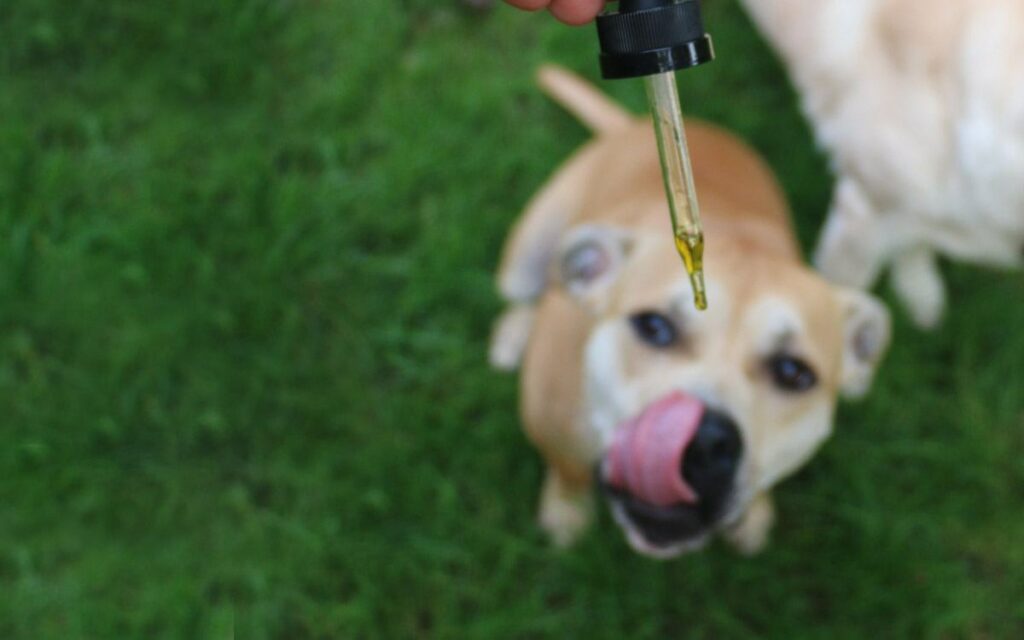 6 Surprising Facts About CBD For Pets